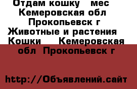 Отдам кошку 4 мес. - Кемеровская обл., Прокопьевск г. Животные и растения » Кошки   . Кемеровская обл.,Прокопьевск г.